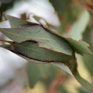 Unidentified at suppressed - 14 Aug 2024