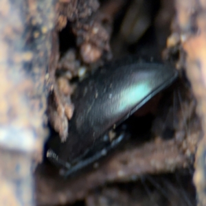 Chalcopteroides sp. (genus) at Russell, ACT - 14 Aug 2024