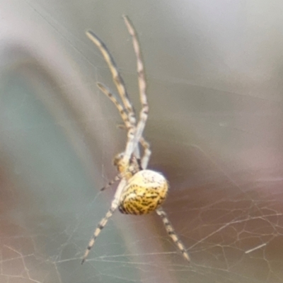 Parasteatoda sp. (genus) (A comb-footed spider) at Russell, ACT - 14 Aug 2024 by Hejor1