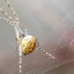 Parasteatoda sp. (genus) at Russell, ACT - 14 Aug 2024