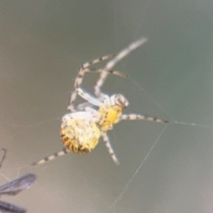 Parasteatoda sp. (genus) at Russell, ACT - 14 Aug 2024 12:50 PM