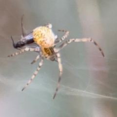 Parasteatoda sp. (genus) at Russell, ACT - 14 Aug 2024