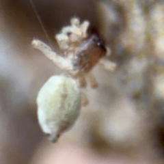 Dysdera crocata at Russell, ACT - 14 Aug 2024 12:35 PM