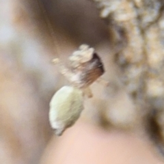 Dysdera crocata at Russell, ACT - 14 Aug 2024 12:35 PM