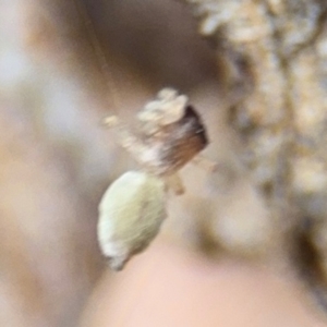 Dysdera crocata at Russell, ACT - 14 Aug 2024 12:35 PM