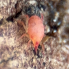 Bdellidae sp. (family) (Unidentified Snout Mite) at Russell, ACT - 14 Aug 2024 by Hejor1