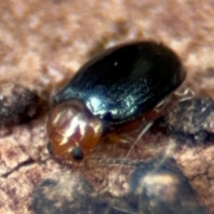 Nisotra sp. (genus) at Russell, ACT - 14 Aug 2024 12:33 PM