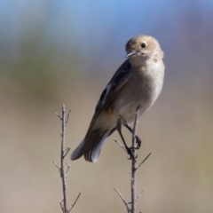 Petroica phoenicea (Flame Robin) at Rendezvous Creek, ACT - 11 Aug 2024 by jb2602