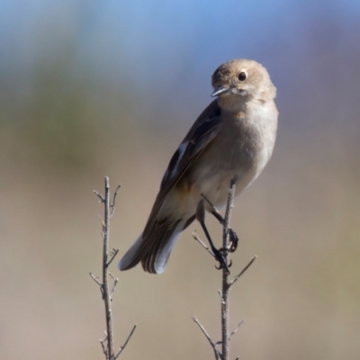 Petroica phoenicea (Flame Robin) at Rendezvous Creek, ACT - 11 Aug 2024 by jb2602