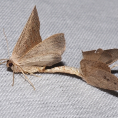 Casbia rectaria (Casbia rectaria) at Sheldon, QLD - 9 Mar 2024 by PJH123