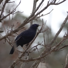 Ptilonorhynchus violaceus (Satin Bowerbird) at Hall, ACT - 12 Aug 2024 by Anna123