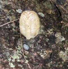 Mantidae (family) (Egg case of praying mantis) at Bookham, NSW - 14 Aug 2024 by AnneG1