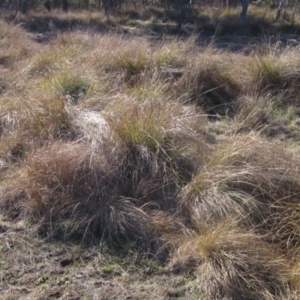 Carex appressa at Whitlam, ACT - 11 Aug 2024