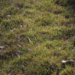 Microlaena stipoides (Weeping Grass) at Whitlam, ACT - 11 Aug 2024 by pinnaCLE