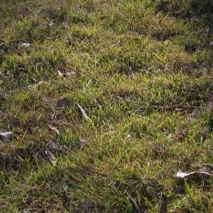 Microlaena stipoides at Whitlam, ACT - 11 Aug 2024