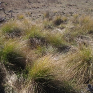 Carex appressa at Hawker, ACT - 11 Aug 2024