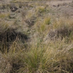 Carex appressa at Hawker, ACT - 11 Aug 2024