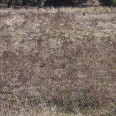 Hypericum perforatum (St John's Wort) at Hawker, ACT - 11 Aug 2024 by pinnaCLE