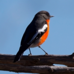 Petroica phoenicea (Flame Robin) at Rendezvous Creek, ACT - 11 Aug 2024 by jb2602