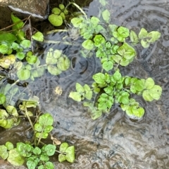 Rorippa nasturtium-aquaticum (Watercress) at Bookham, NSW - 14 Aug 2024 by JaneR