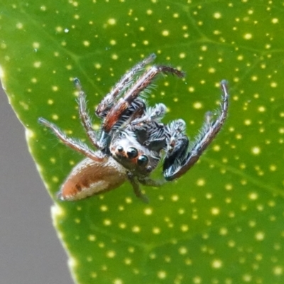 Opisthoncus sp. (genus) (Unidentified Opisthoncus jumping spider) at Hall, ACT - 12 Aug 2024 by Anna123