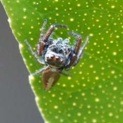 Opisthoncus sp. (genus) at Hall, ACT - 12 Aug 2024 11:57 AM