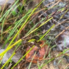 Lepidosperma laterale (Variable Sword Sedge) at Bookham, NSW - 14 Aug 2024 by JaneR