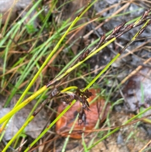 Lepidosperma laterale at Bookham, NSW - 14 Aug 2024