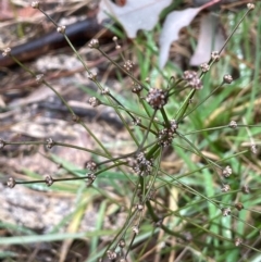 Lomandra multiflora (Many-flowered Matrush) at Bookham, NSW - 14 Aug 2024 by JaneR