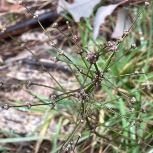 Lomandra multiflora at Bookham, NSW - 14 Aug 2024