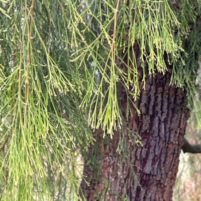 Exocarpos cupressiformis (Cherry Ballart) at Bookham, NSW - 14 Aug 2024 by JaneR