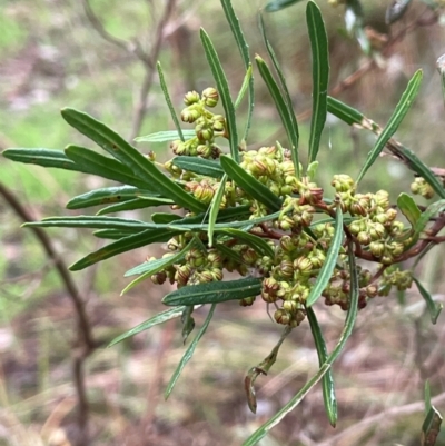 Dodonaea viscosa (Hop Bush) at Bookham, NSW - 14 Aug 2024 by JaneR