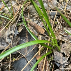 Luzula meridionalis at Bookham, NSW - 14 Aug 2024