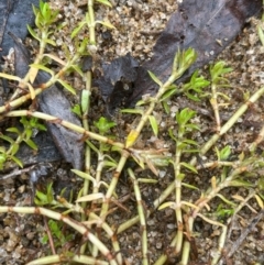 Crassula helmsii (Swamp Stonecrop) at Bookham, NSW - 14 Aug 2024 by JaneR