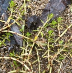 Crassula helmsii (Swamp Stonecrop) at Bookham, NSW - 14 Aug 2024 by JaneR