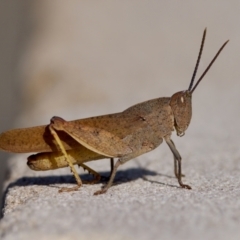 Goniaea australasiae (Gumleaf grasshopper) at Acton, ACT - 14 Jan 2023 by KorinneM