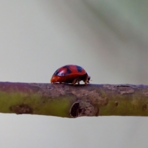 Rodolia sp. (genus) at Acton, ACT - 14 Jan 2023