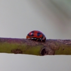 Rodolia sp. (genus) at Acton, ACT - 14 Jan 2023 04:45 PM