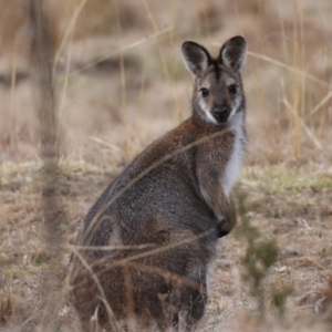 Notamacropus rufogriseus at Rendezvous Creek, ACT - 8 Aug 2024