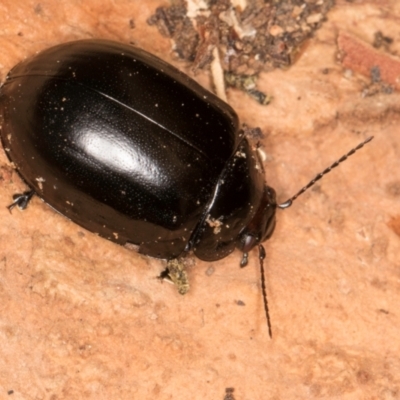 Paropsisterna angustipes (A leaf beetle) at Belconnen, ACT - 14 Aug 2024 by kasiaaus