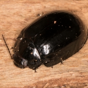 Paropsisterna angustipes at Belconnen, ACT - 14 Aug 2024