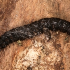 Lepidoptera unclassified IMMATURE moth at Belconnen, ACT - 14 Aug 2024