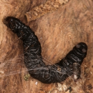 Lepidoptera unclassified IMMATURE moth at Belconnen, ACT - 14 Aug 2024