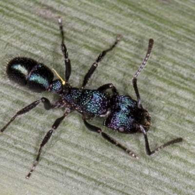 Rhytidoponera metallica (Greenhead ant) at Belconnen, ACT - 14 Aug 2024 by kasiaaus