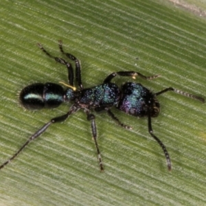 Rhytidoponera metallica at Belconnen, ACT - 14 Aug 2024