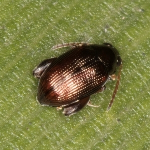 Chaetocnema sp. at Belconnen, ACT - 14 Aug 2024