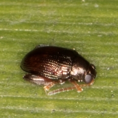 Chaetocnema sp. at Belconnen, ACT - 14 Aug 2024 04:53 PM