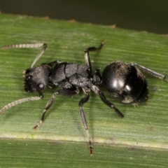 Polyrhachis phryne (A spiny ant) at Belconnen, ACT - 14 Aug 2024 by kasiaaus