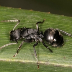 Polyrhachis phryne at Belconnen, ACT - 14 Aug 2024