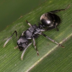 Polyrhachis phryne at Belconnen, ACT - 14 Aug 2024